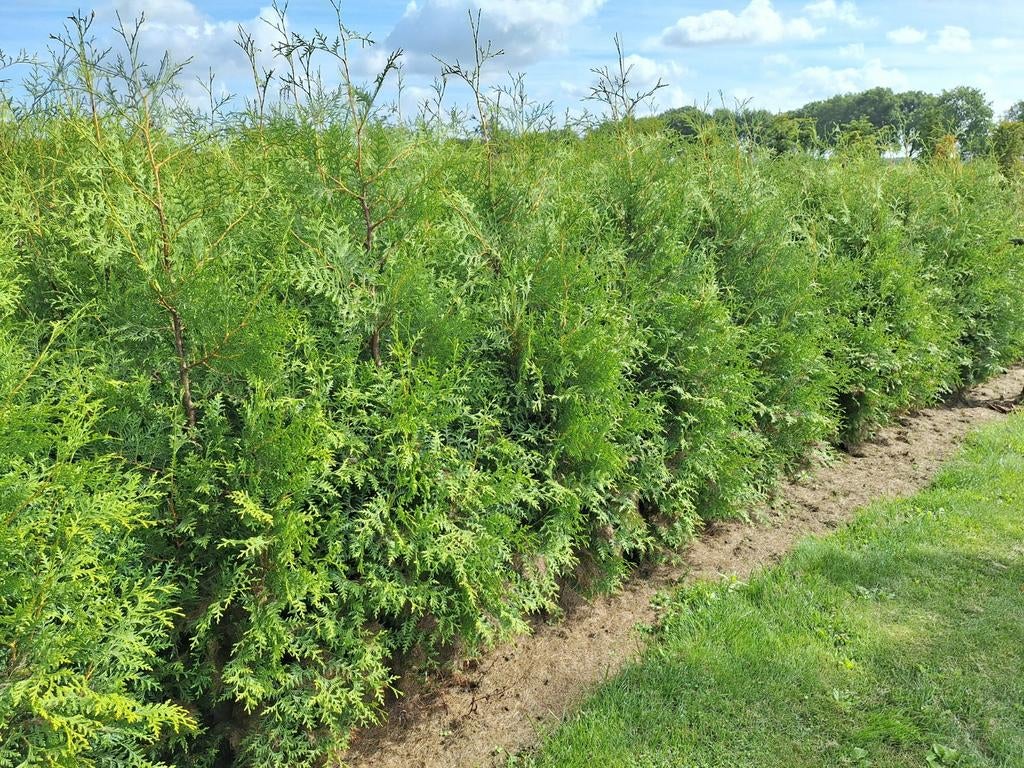 Coniferen Thuya Brabant GROOT! 160 - 200 cm, Tuin en Terras, Planten | Struiken en Hagen, Haag, Conifeer, 100 tot 250 cm, Ophalen