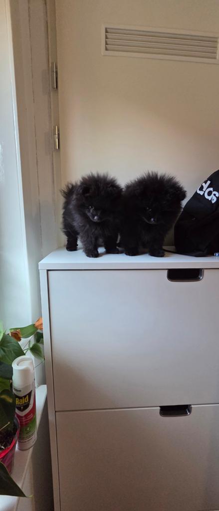 Mini Pomeranian, 8 tot 15 weken, Eén hond, Nederland, Particulier