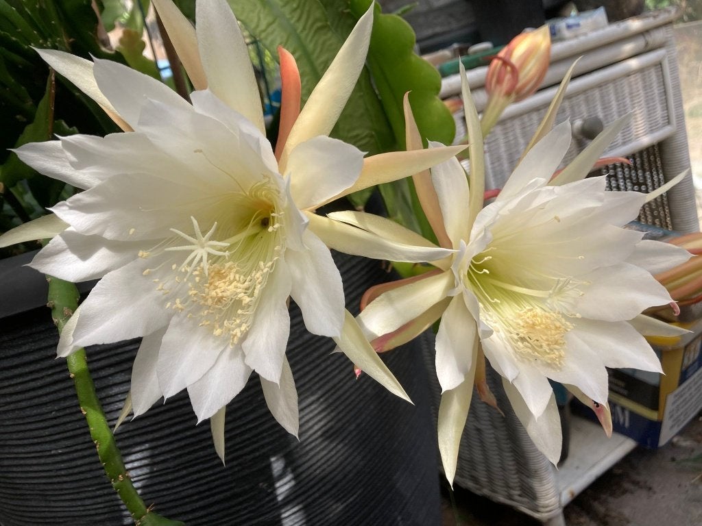 epiphyllum cactus elvenbein gewortelde stekken, Minder dan 100 cm, Bloeiende kamerplant, Halfschaduw, Ophalen of Verzenden