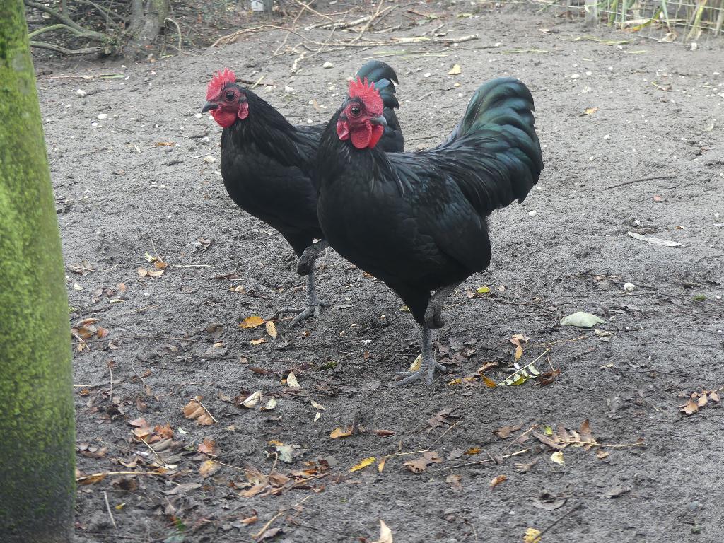 Prachtige jonge Australorp kriel-haan, Dieren en Toebehoren, Pluimvee, Mannelijk, Kip