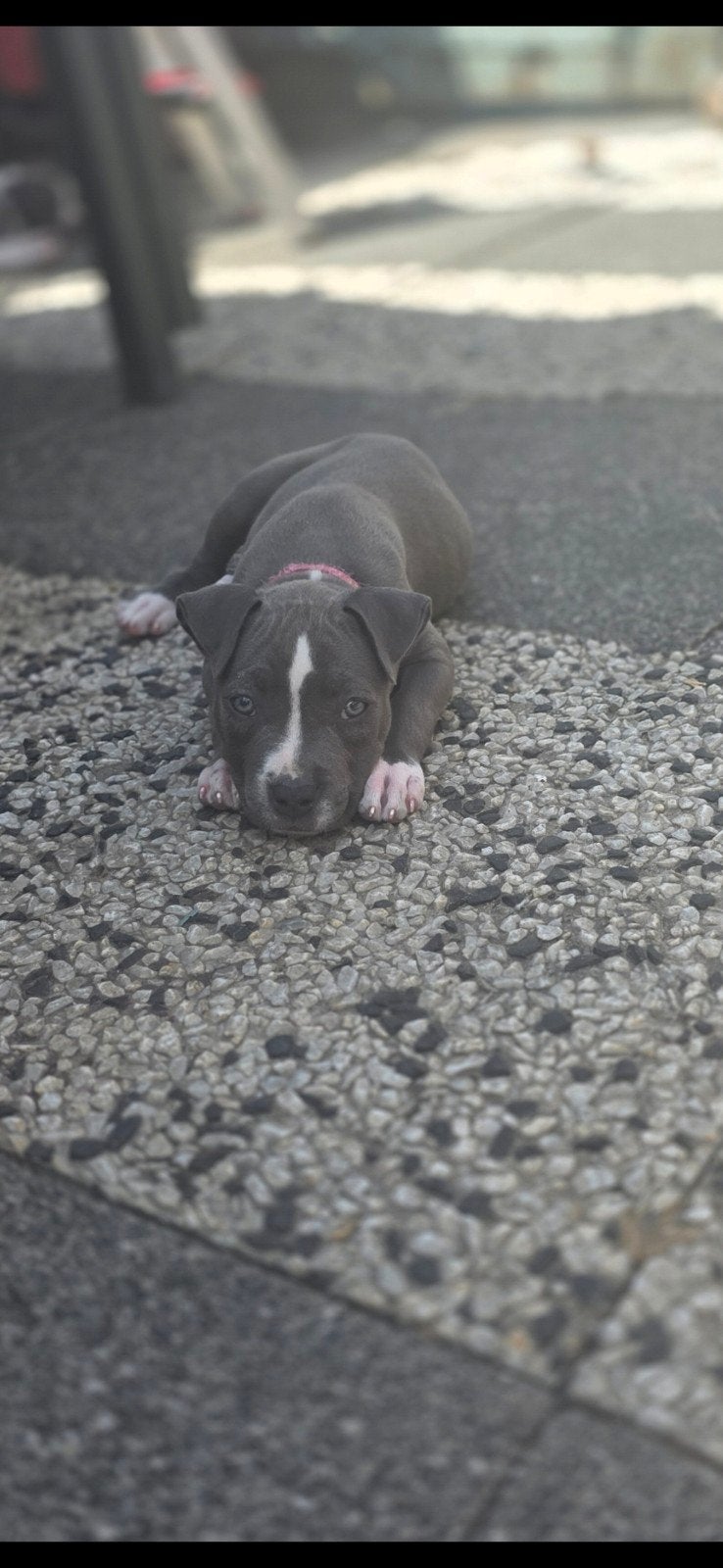 Blue American Staffordshire Terrier Puppies, Dieren en Toebehoren, Honden | Jack Russells en Terriërs, 8 tot 15 weken, Meerdere