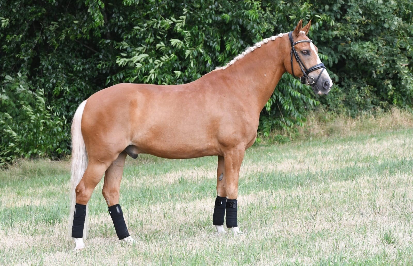 mooie ervaren dressuur pony  Z2, Dieren en Toebehoren, Pony's, Ruin, 11 jaar of ouder