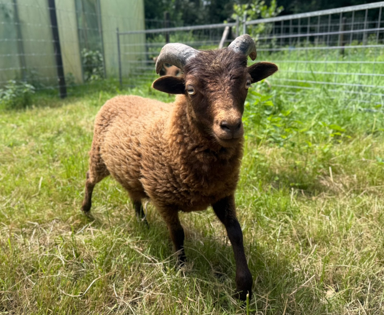 Ouessant ram, Mannelijk, Schaap