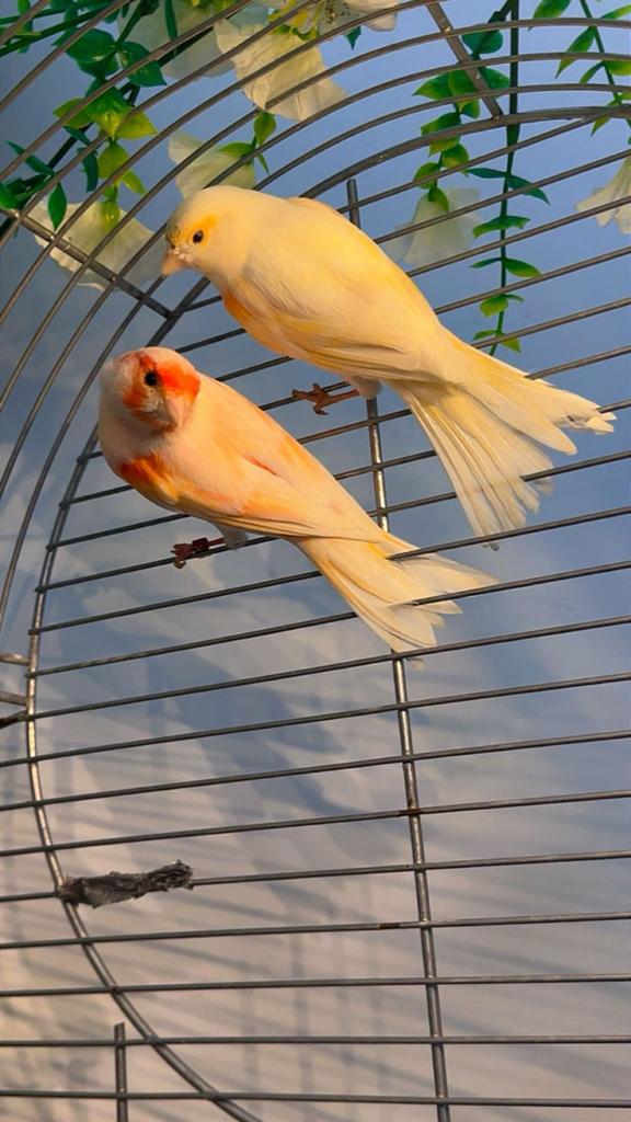 Rode mozaïek kanarie, Dieren en Toebehoren, Vogels | Kanaries, Meerdere dieren, Kleurkanarie