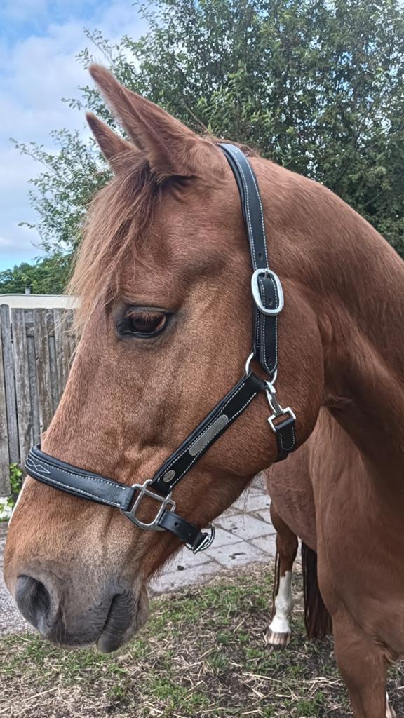 Zwart leren Halster Maat Full, Dieren en Toebehoren, Ophalen of Verzenden, Nieuw, Overige soorten
