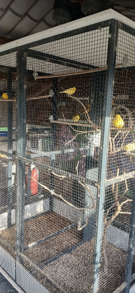 kanariekooi met kanaries, Ophalen, Gebruikt, Aluminium, Vogelkooi
