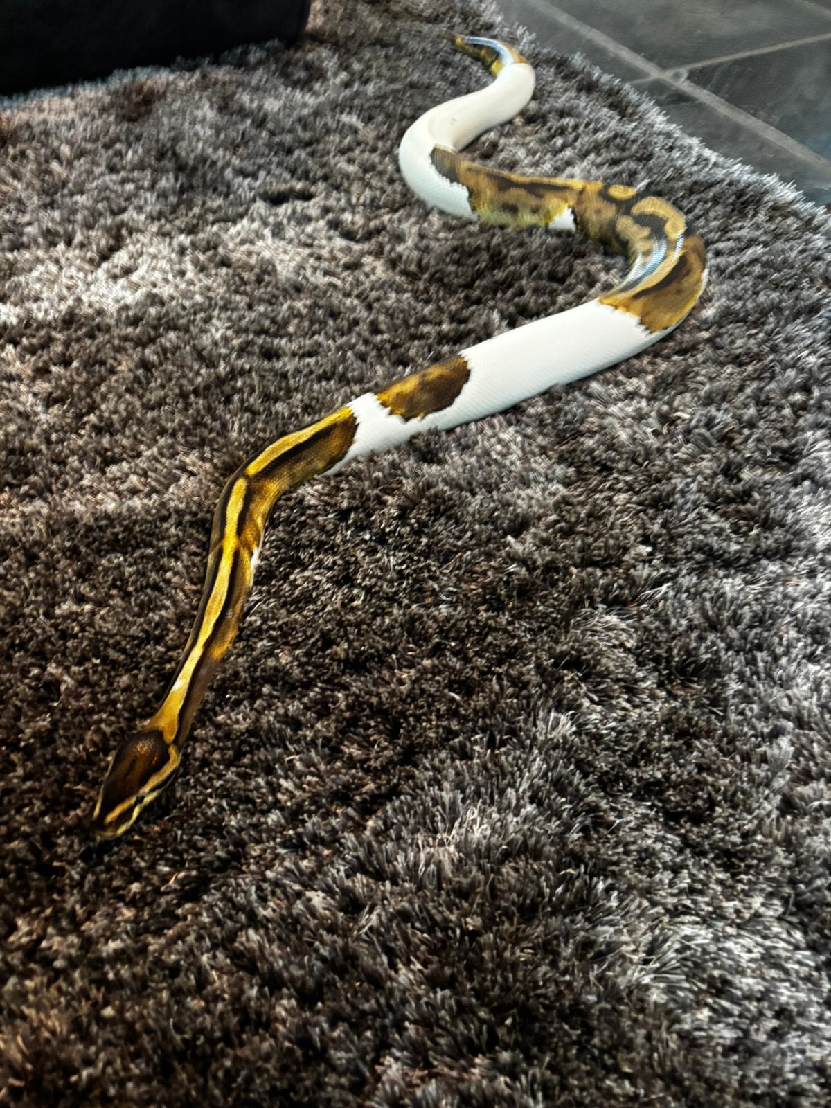 Koningspython Ball Python photo 2