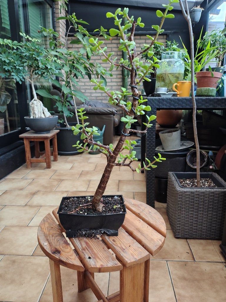 Portulacaria afra, Ophalen, Vetplant, Halfschaduw, In pot