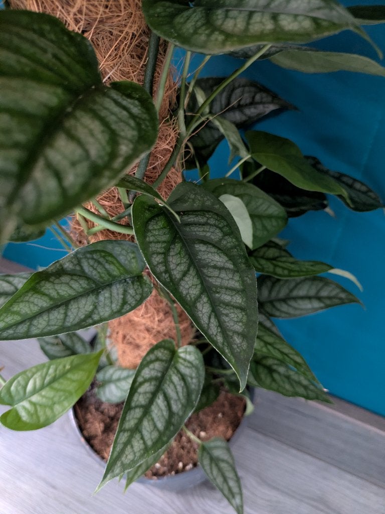 Monstera Siltepecana 'el Salvador' stek, Huis en Inrichting, Ophalen of Verzenden, Halfschaduw, Minder dan 100 cm