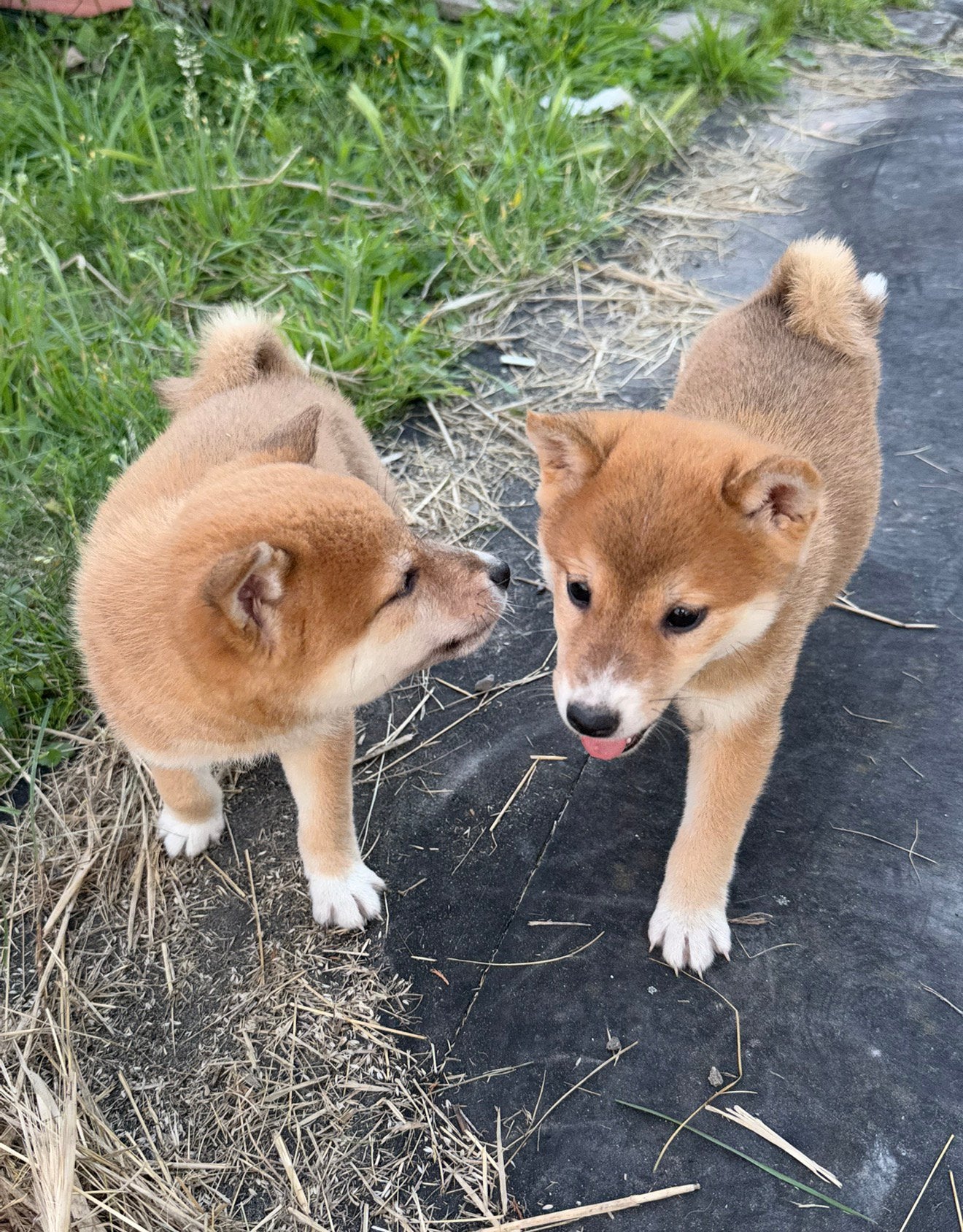 Prachtige Shiba Inu puppy’s zoeken een warm thuis ️, Dieren en Toebehoren, 8 tot 15 weken, Poolhond, Parvo, Meerdere