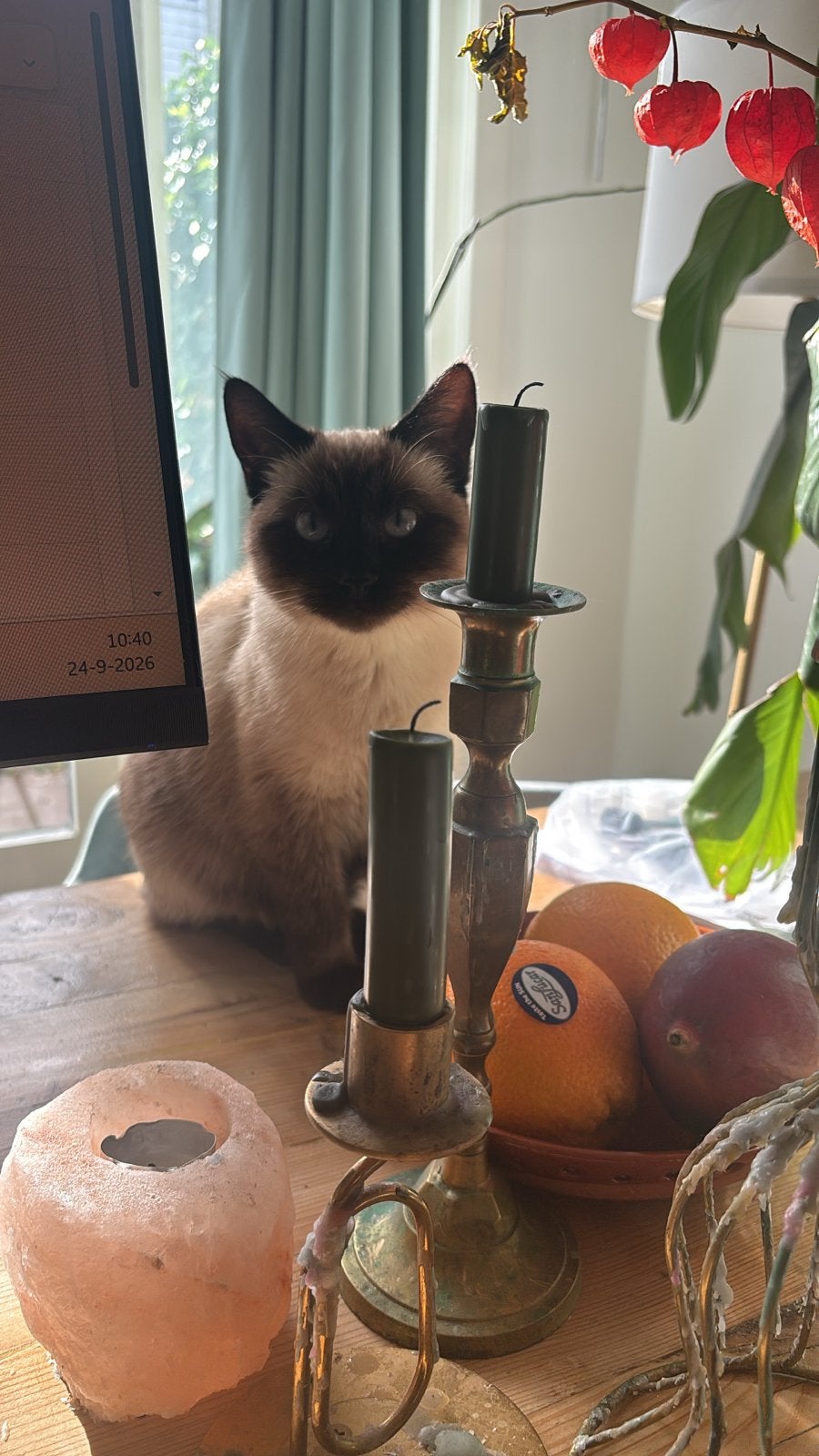 Sealpoint meisje 1 jaar ter overname, Poes