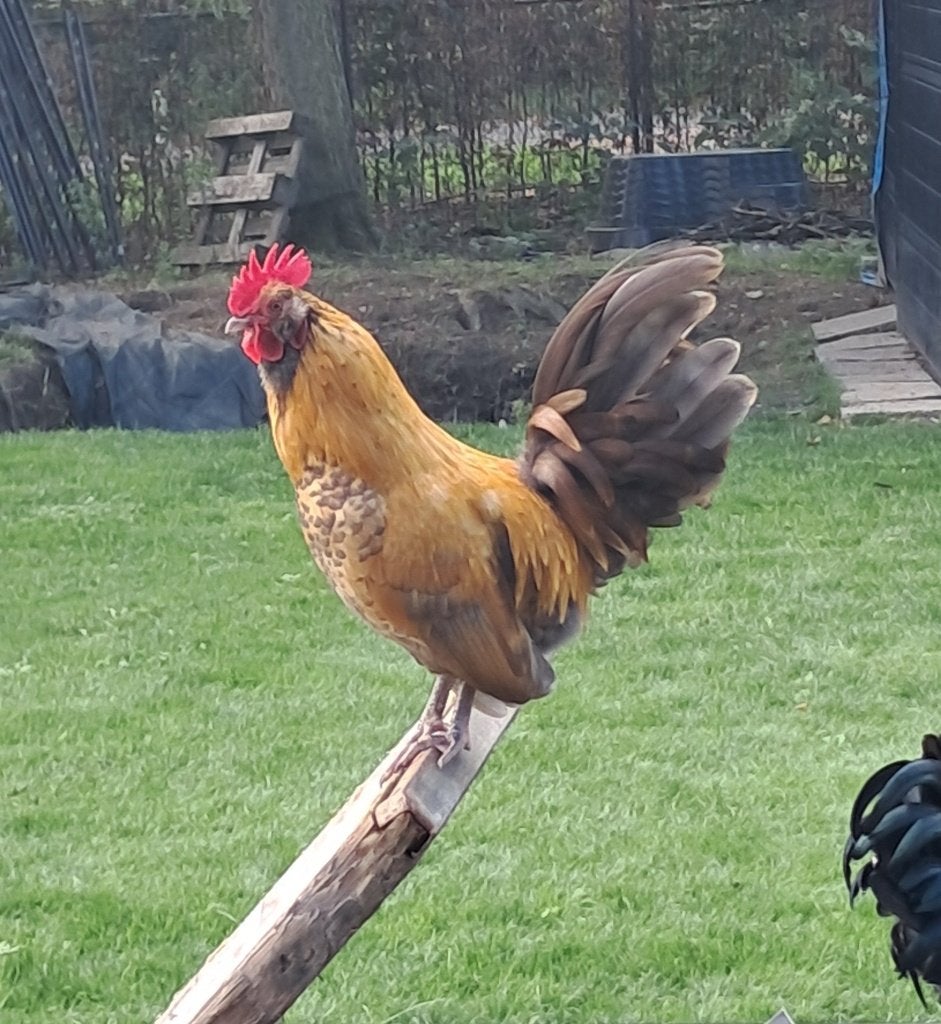 Serama hanen, Dieren en Toebehoren, Mannelijk, Kip