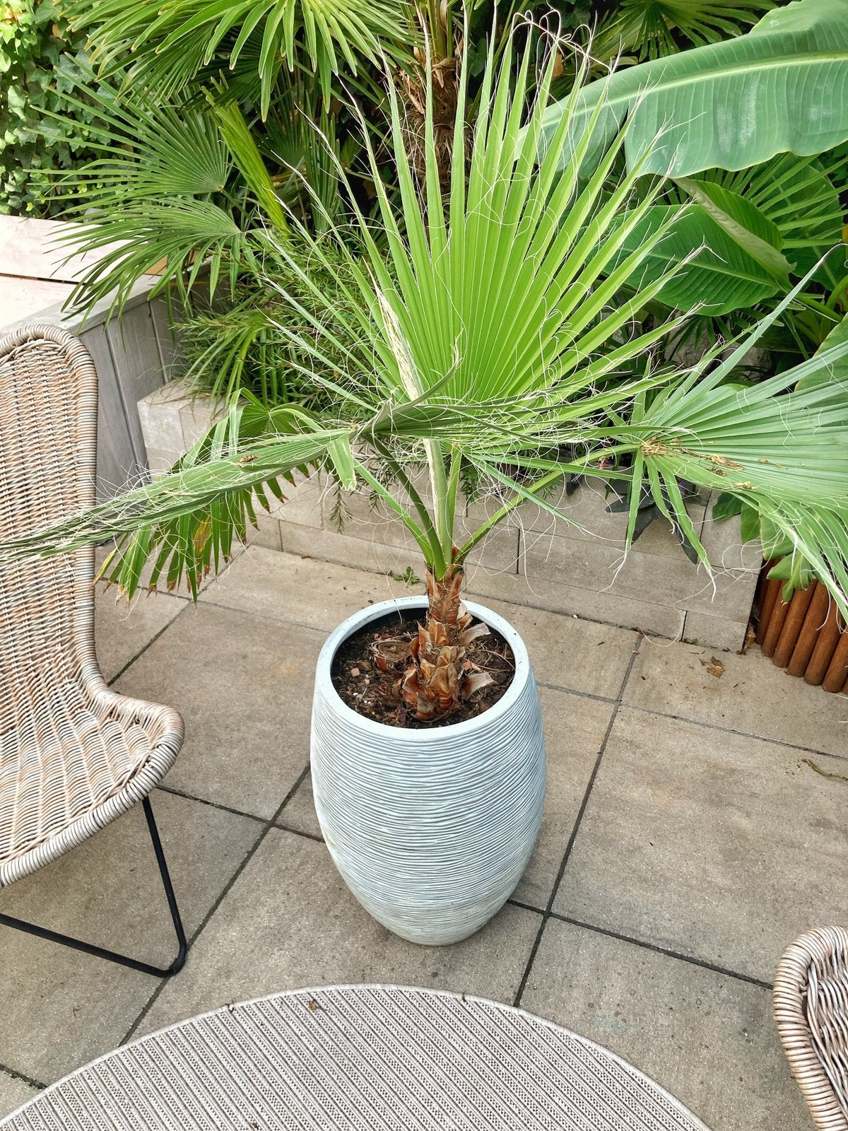 Washingtonia Robusta in 60cm pot., Ophalen, Overige soorten, Volle zon