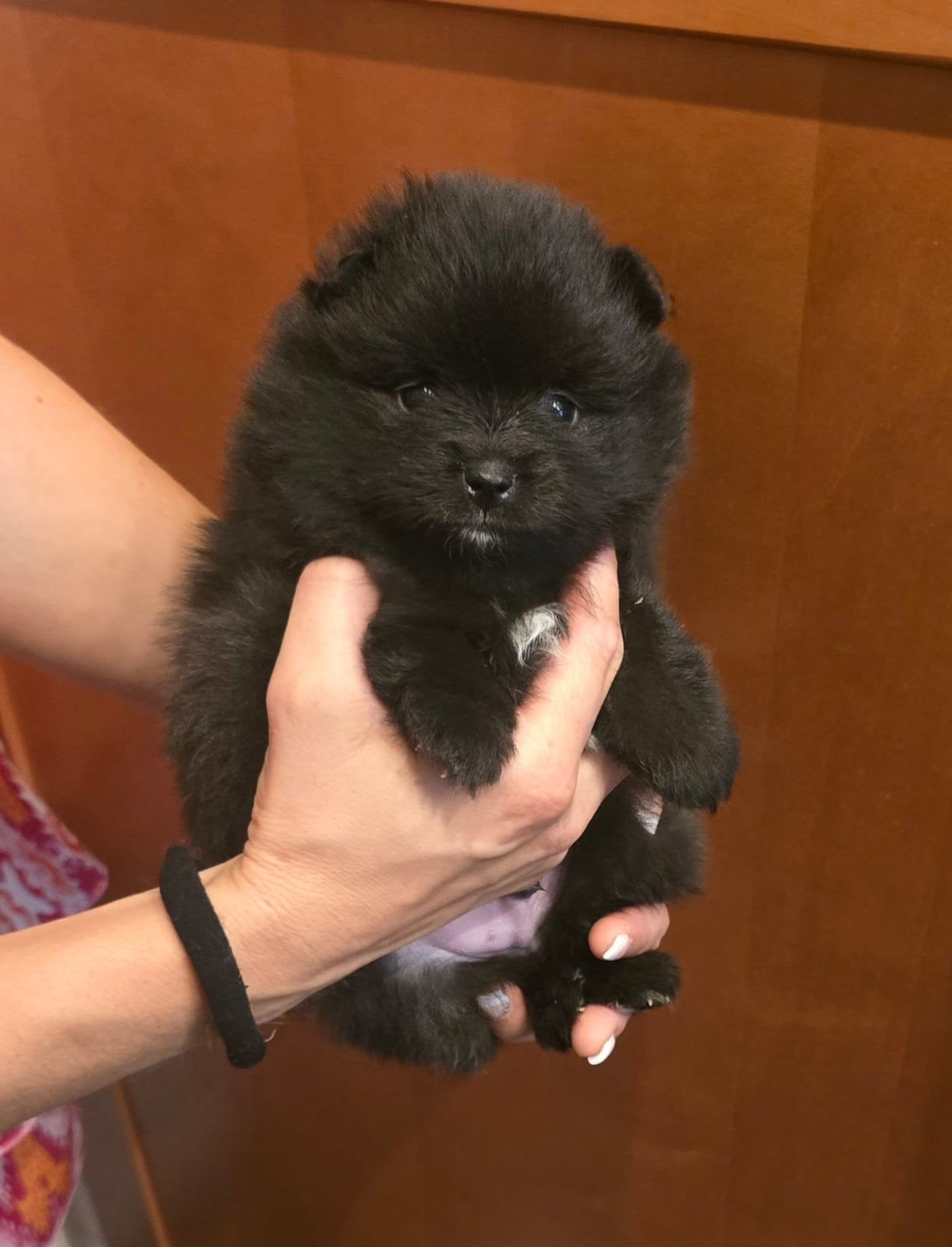  Te koop: Lieve Prachtige Bearface Pomeriaan pup reutje, 8 tot 15 weken, Eén hond, Nederland, Particulier