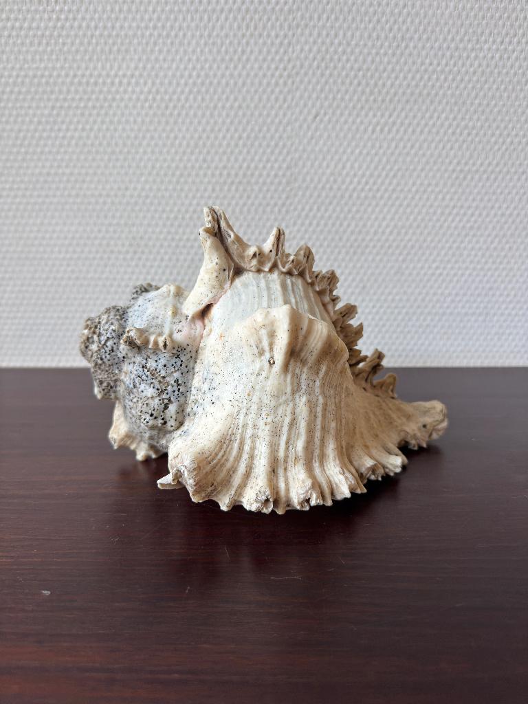 Grote Oude Murex Schelp?, Brocante Decoratie, Zomer, Shell, Verzamelen, Ophalen of Verzenden, Schelp(en)