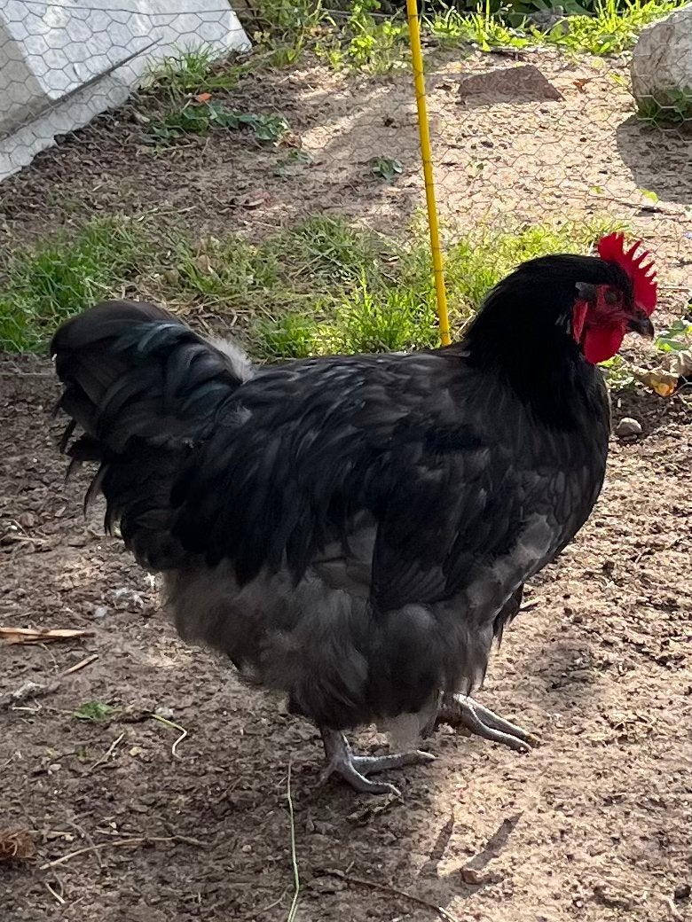 Mooie jonge zwarte / blauw gezoomde Orpington haan, Mannelijk, Kip