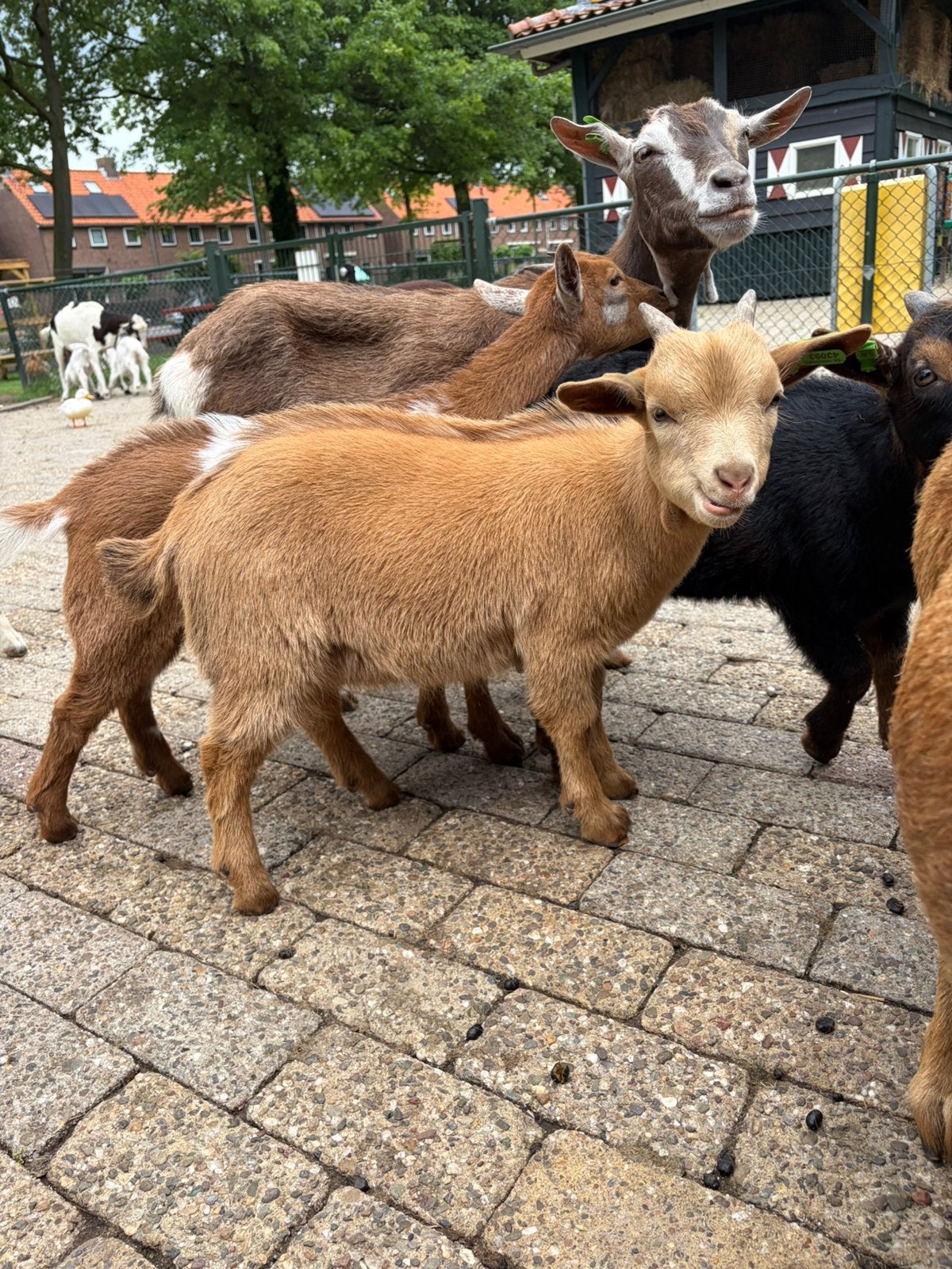 Dwerggeit bokje met hoorns, Dieren en Toebehoren, Schapen, Geiten en Varkens, Mannelijk, Geit, 0 tot 2 jaar