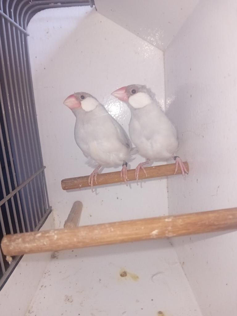 Rijstvogels, Dieren en Toebehoren, Vogels | Overige Vogels, Mannelijk, Geringd
