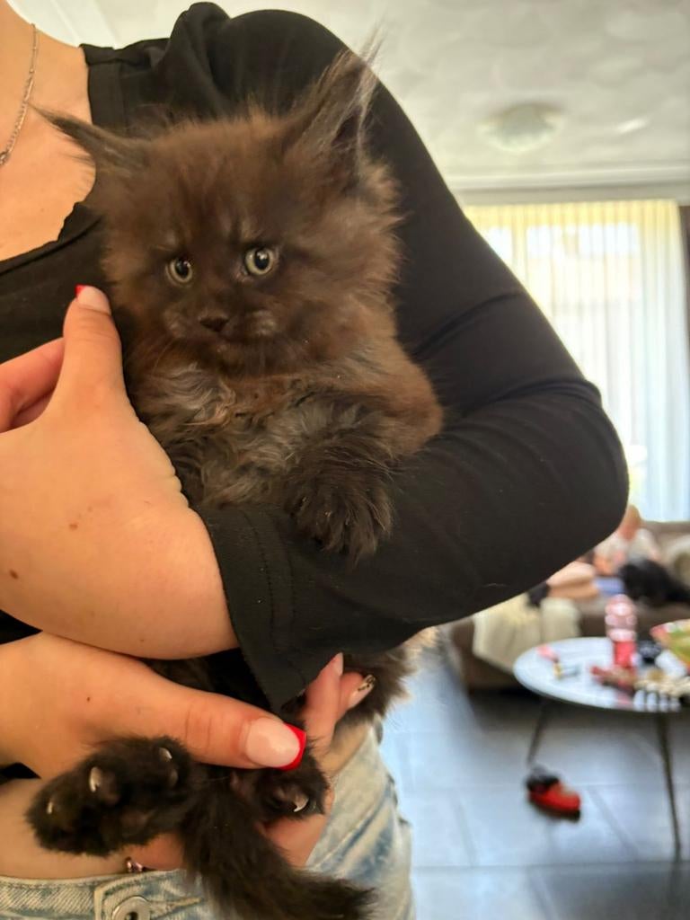 Maincoon kittens Russisch pools bloed lijnen ., Meerdere dieren, Gechipt, 0 tot 2 jaar