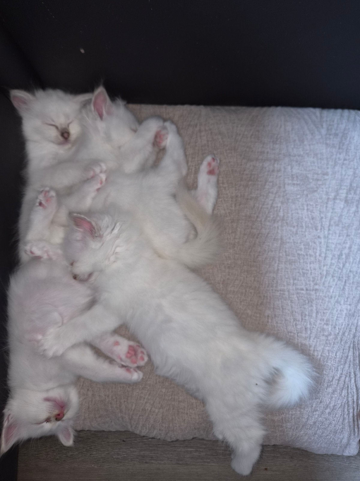 langharige kitten heilige birmaan, Meerdere dieren, Gechipt, 0 tot 2 jaar
