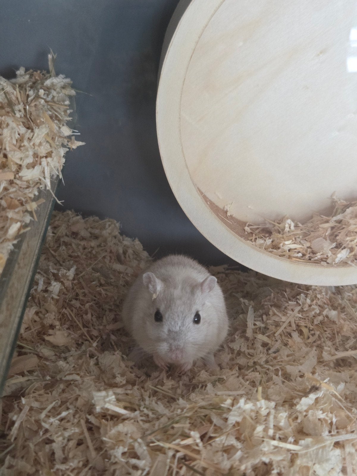 Gerbil mannetje Mickey zoekt een nieuw thuis, Dieren en Toebehoren, Mei, Mannelijk, Overige typen
