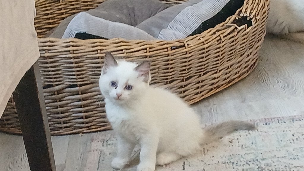 Laatste Ragdoll kitten-poesje is over!, Meerdere dieren, Gechipt, 0 tot 2 jaar