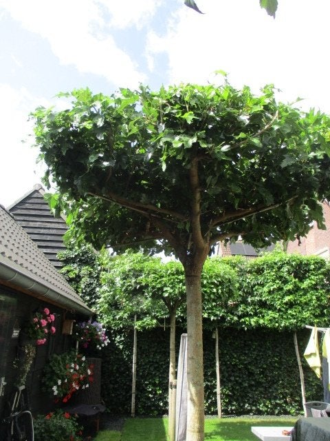 dakmoerbei bomen 3 stuks, Tuin en Terras, Planten | Bomen, Ophalen, Halfschaduw, Lente, Dakboom