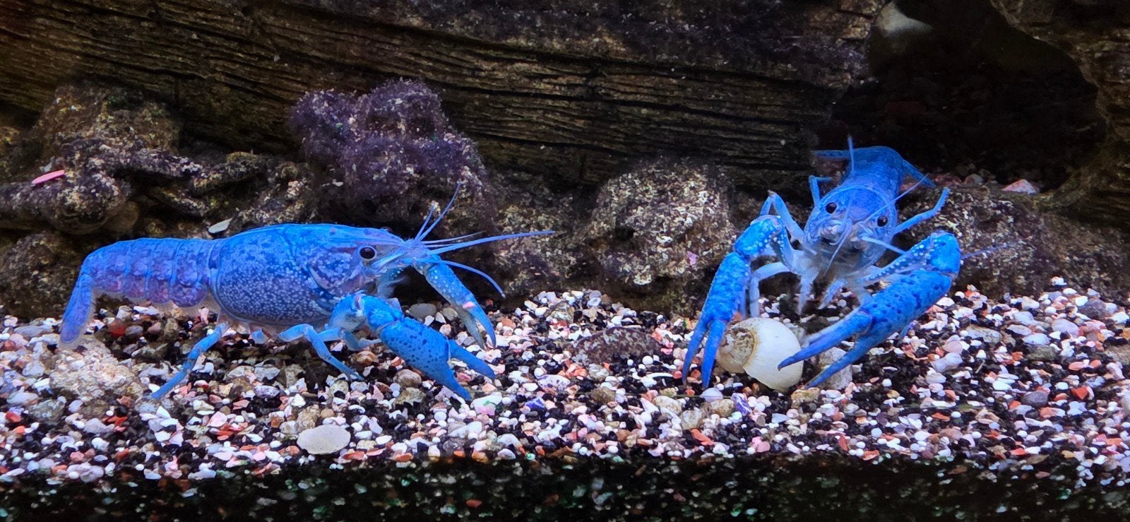 Blauw Florida Kreeft, Vis
