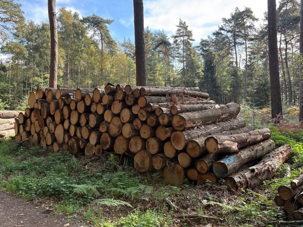 Drie vrachten eiken stamhout leverbaar | machinehout, 6 m³ of meer, Verzenden, Eikenhout, Stammen