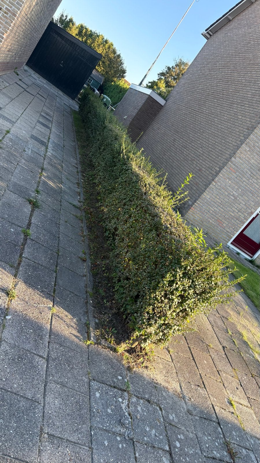 GRATIS!! Liguster haag van ca. 13 meter, zelf uitgraven, Volle zon, Vaste plant, Bloeit niet, Ophalen