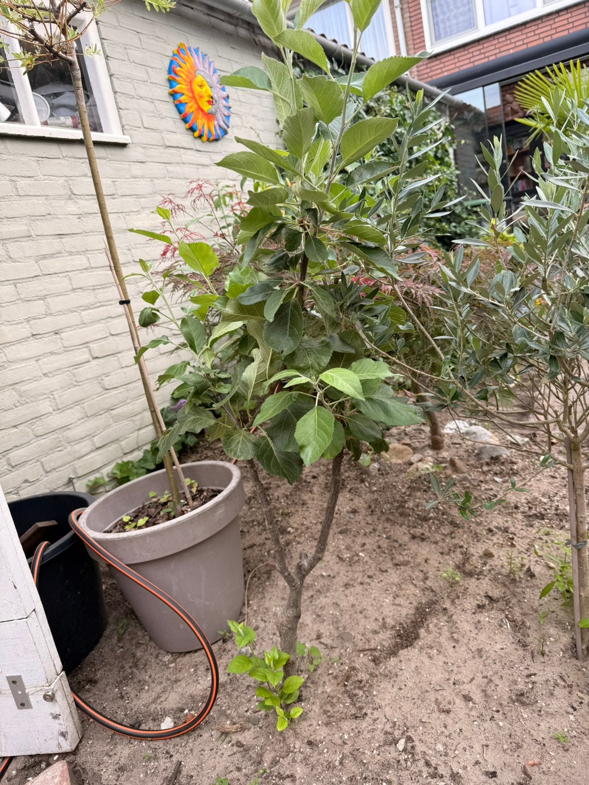 Appelboom gratis af te halen, Tuin en Terras, Planten | Bomen, Overige soorten, Lente, 100 tot 250 cm, Ophalen
