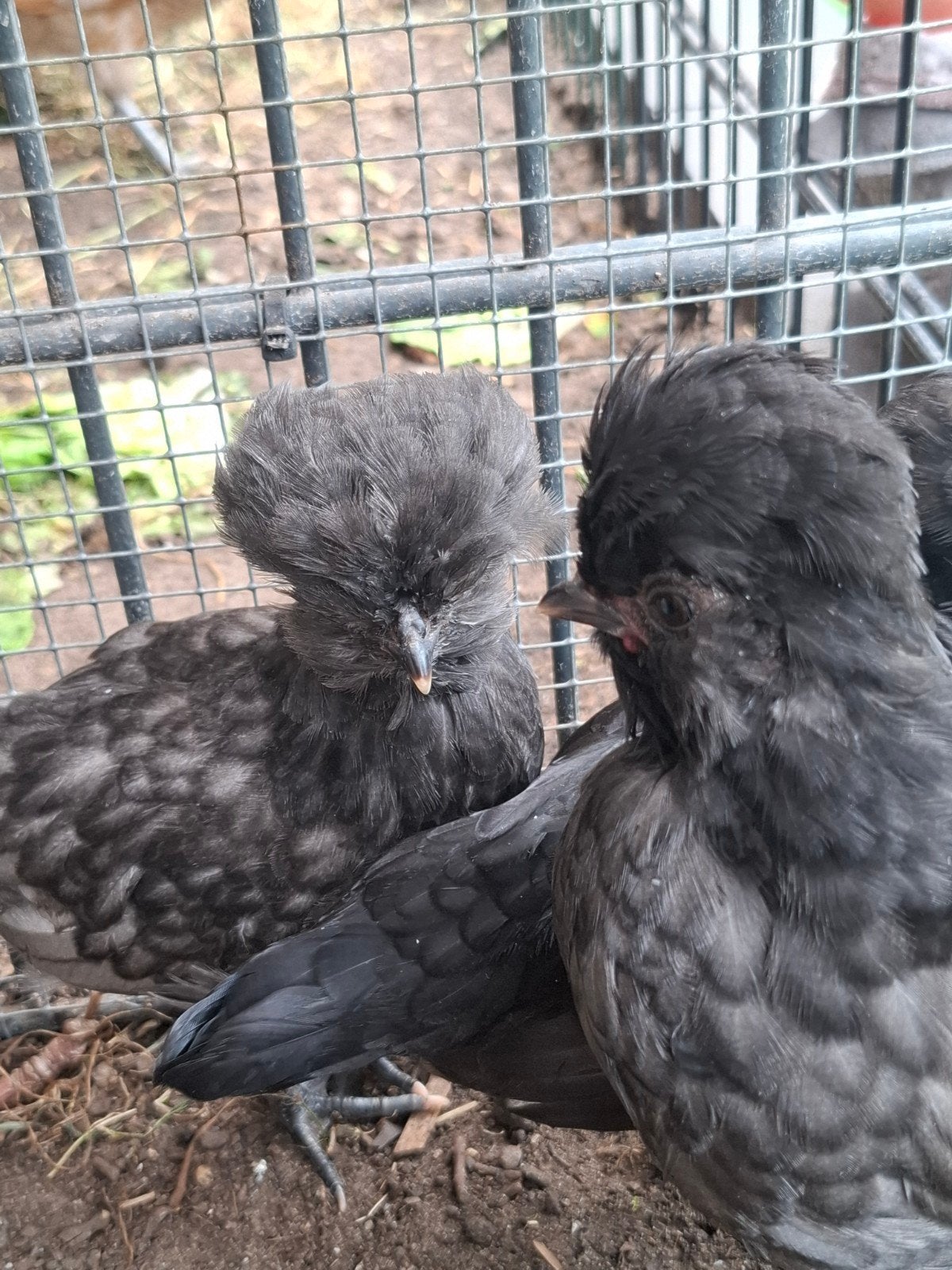 Te Koop 3 Padua kuikens 6 weken, Dieren en Toebehoren, Meerdere dieren, Kip