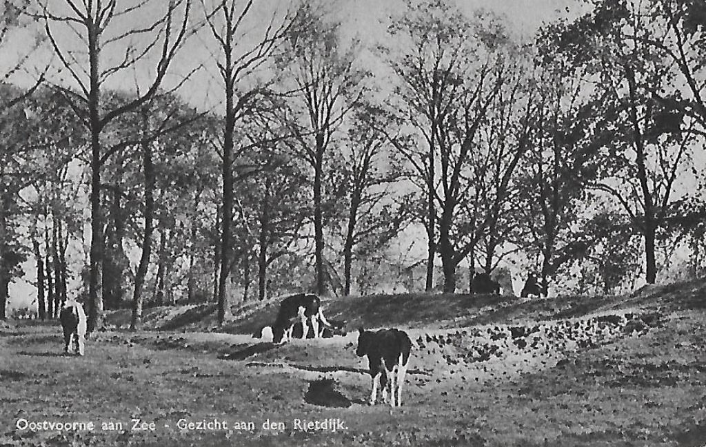 Oostvoorne aan zee a/d rietdijk oude ansichtkaart (6224, Ophalen of Verzenden, 1960 tot 1980, Gelopen, Zuid-Holland