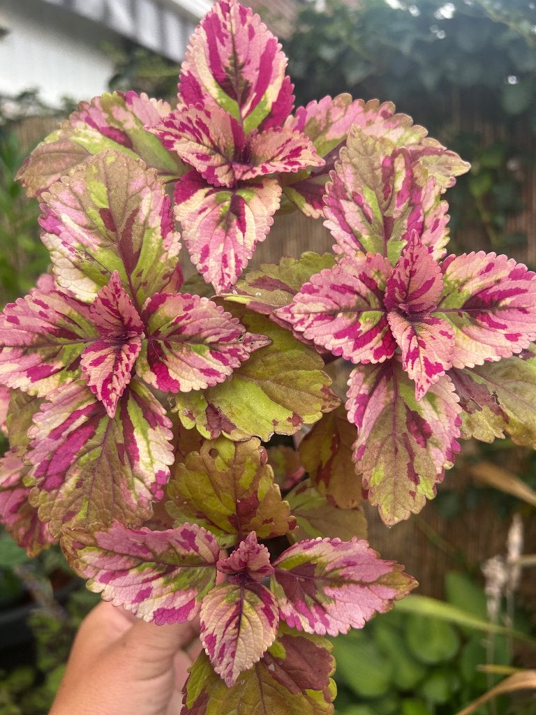 Coleus stek✂️, Ophalen of Verzenden, Halfschaduw, Minder dan 100 cm
