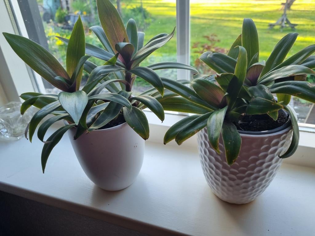 Allerlei planten, Tuin en Terras, Planten | Tuinplanten, Ophalen of Verzenden, Overige soorten, Volle zon