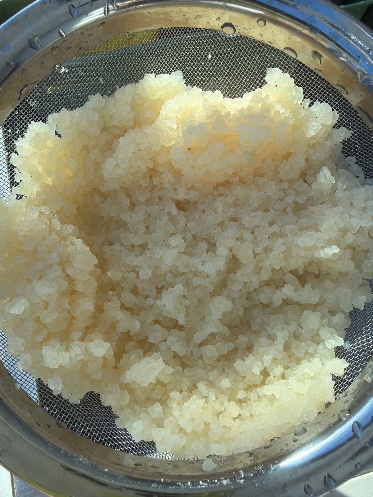 Waterkefir, Ophalen
