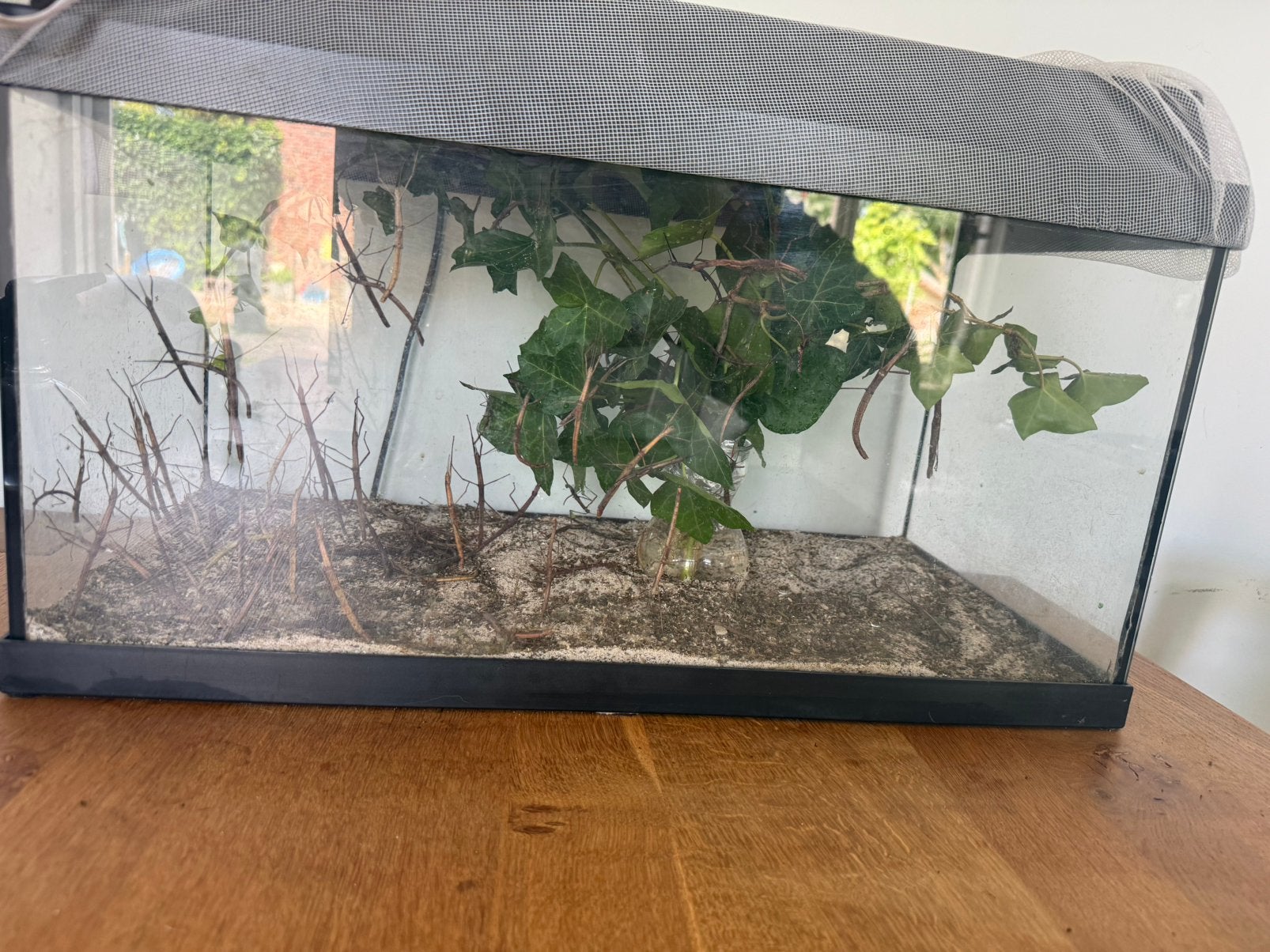 Wandelende takken, incl. Grote bak met verlichting., Dieren en Toebehoren, Wandelende tak