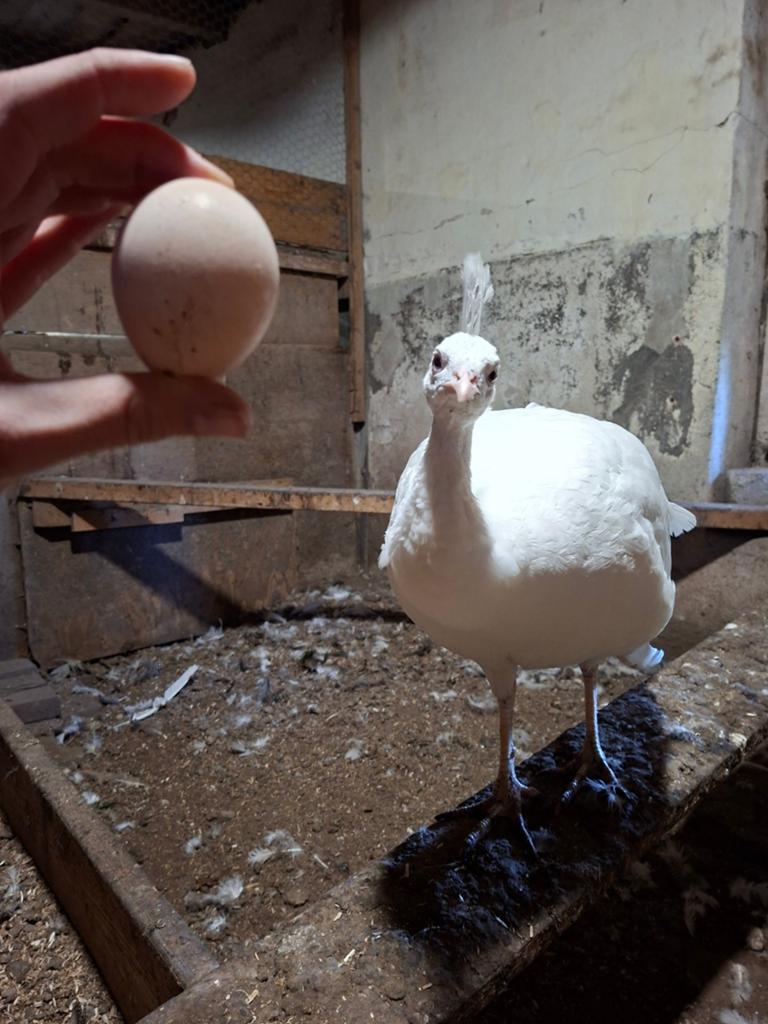 Broedeieren (witte) pauw, Dieren en Toebehoren, Pluimvee, Meerdere dieren, Kip