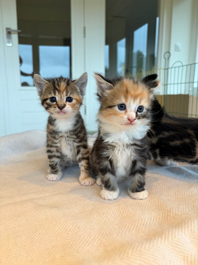 Kittens aangeboden europese korthaar, Dieren en Toebehoren, Meerdere dieren, Ontwormd, 0 tot 2 jaar