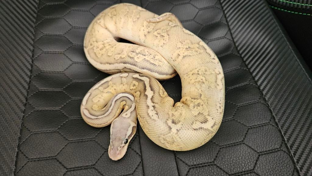 1.0 ghi lesser leopard pastel Ghost., Slang, Tam, 0 tot 2 jaar