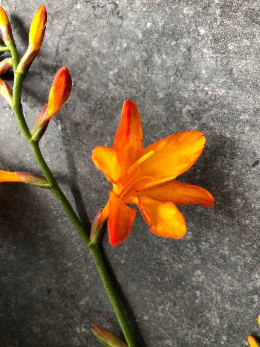 Crocosmia Monbtetia knolletjes, Ophalen of Verzenden, Volle zon