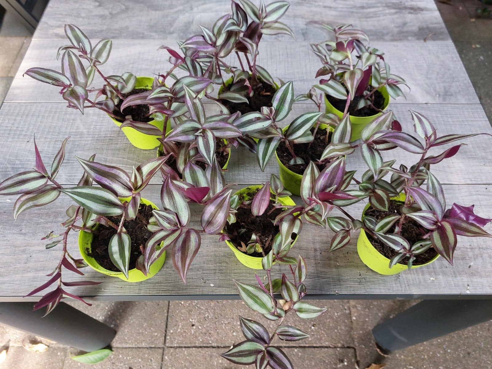 hangplant Tradescantia Zebrina, Huis en Inrichting, Ophalen, Overige soorten, Halfschaduw, In pot