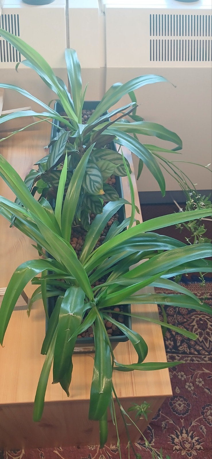 Mooie kamerplanten in hydrocultuur, Huis en Inrichting, Ophalen, Overige soorten, Halfschaduw, In pot
