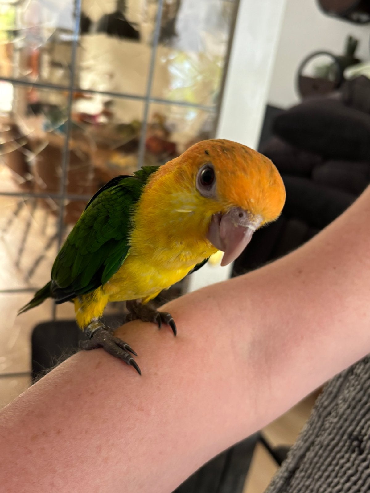Jonge tamme roestkop caique, Dieren en Toebehoren, Vogels | Parkieten en Papegaaien, Mannelijk, Papegaai, Tam