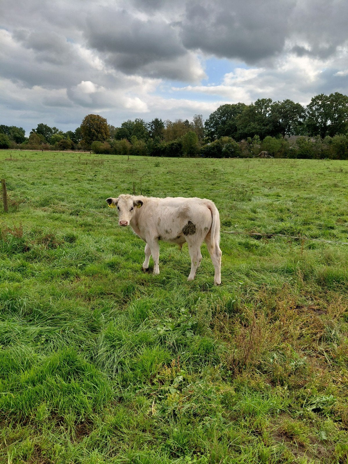 BB 5 stierkalveren en 1 vaarskalf, Dieren en Toebehoren, Meerdere dieren, 0 tot 2 jaar