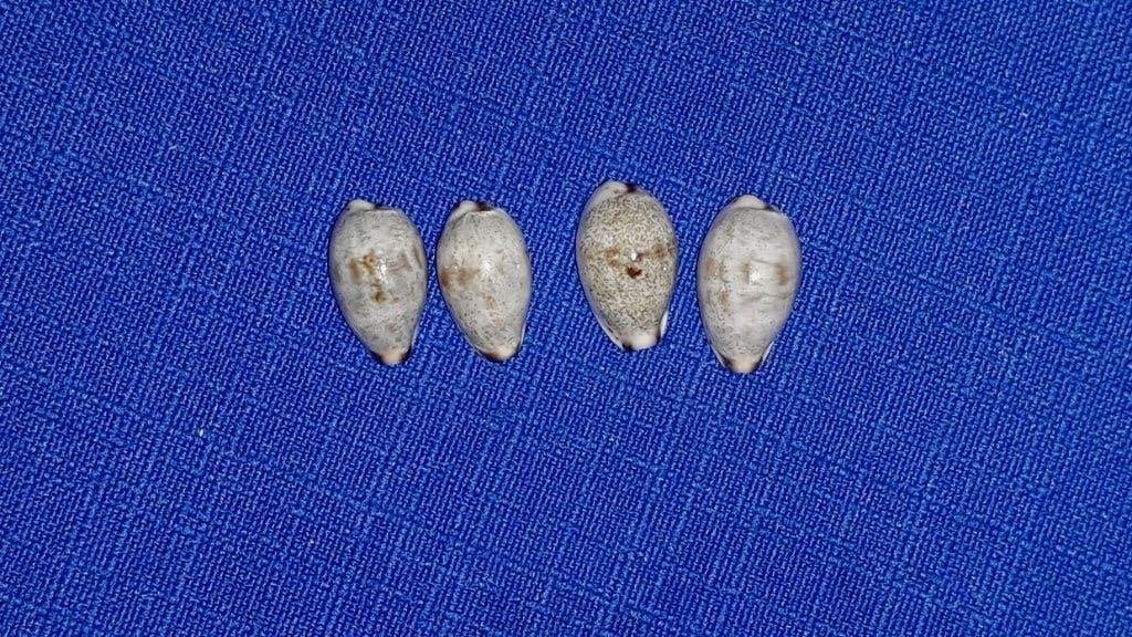 Schelpen, Cypraea gracilis, set van vier stuks, Ophalen of Verzenden, Schelp(en)