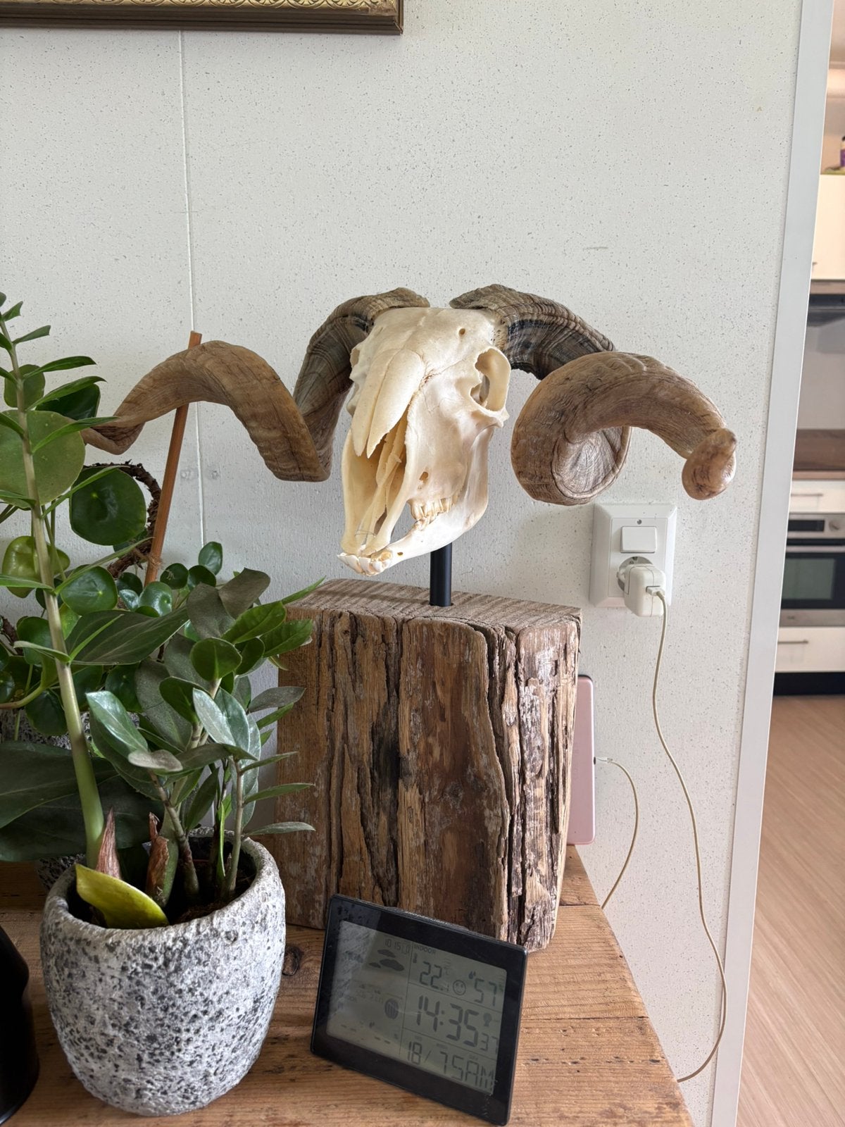 Walliser Schwarznase ram schedel, stoer interieur, mancave, Ophalen, Zo goed als nieuw, Schedel