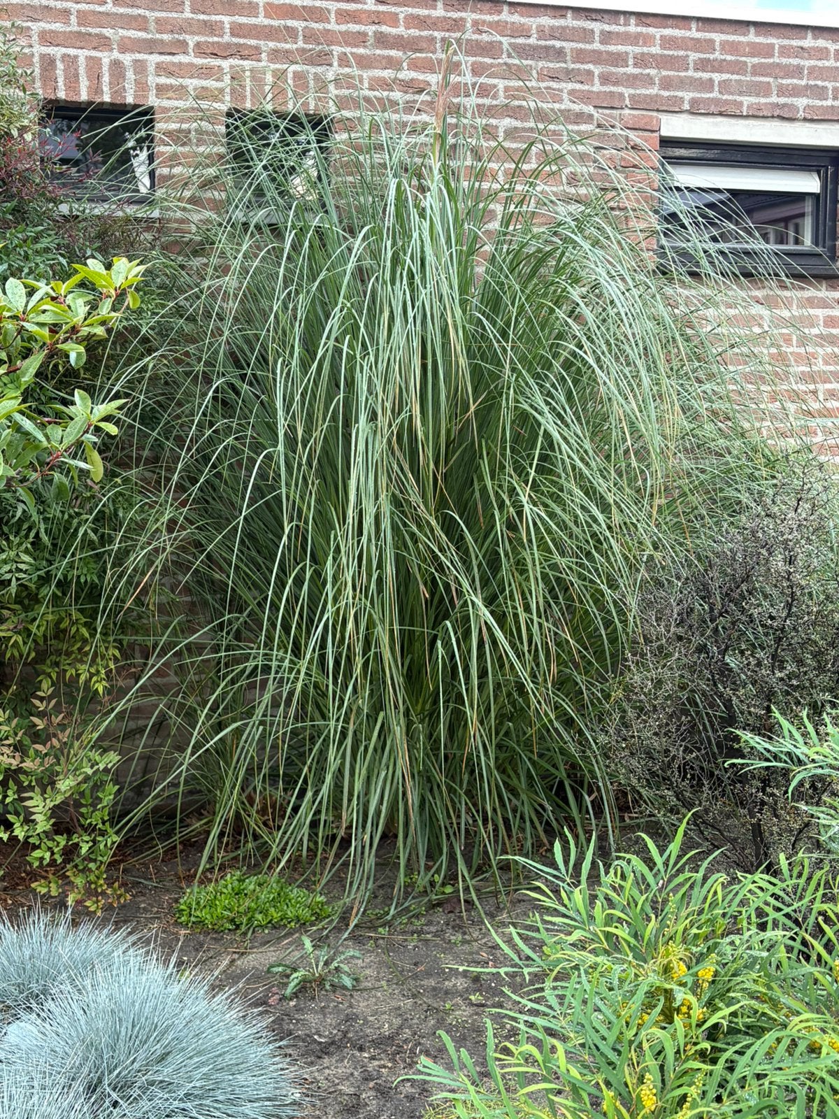 Siergras, Ophalen, Vaste plant, Siergrassen, Halfschaduw