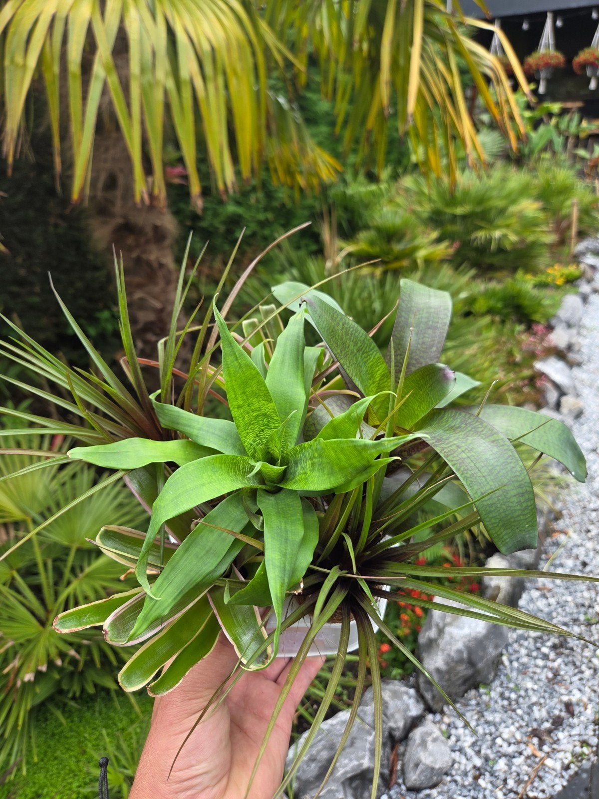 Bromelia / Tillandsia mix - 6 stuks, Huis en Inrichting, Kamerplanten, Ophalen of Verzenden, Halfschaduw, Minder dan 100 cm