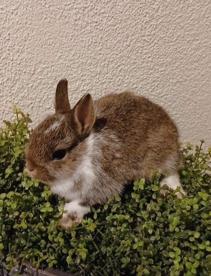 Super mooie en tamme dwergkonijntjes (kleur pooltjes), Dieren en Toebehoren, Konijnen, Meerdere dieren, Dwerg, 0 tot 2 jaar